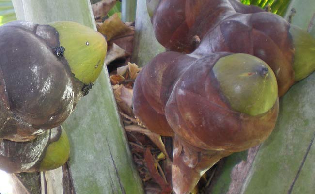 Double Coconut Fruit