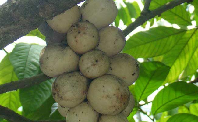 Duku Fruit