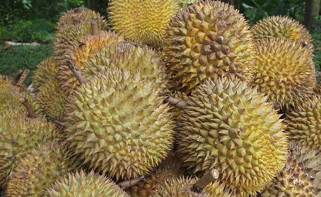 Durian Fruit