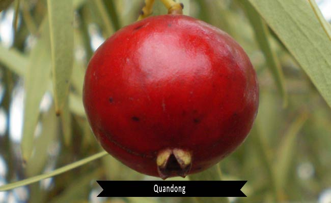 Quandong Fruit