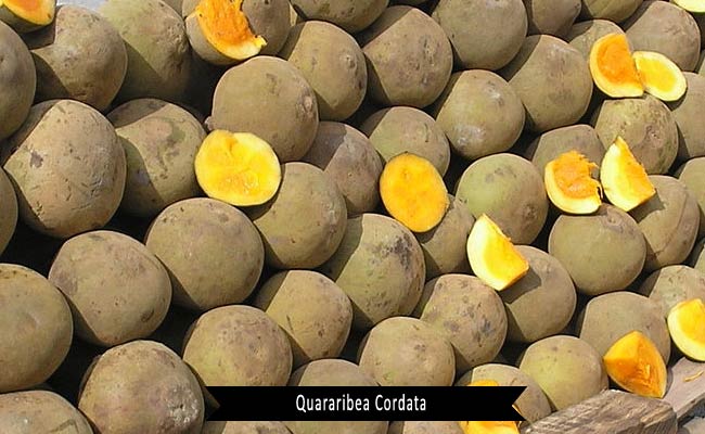 Quararibea Cordata Fruit