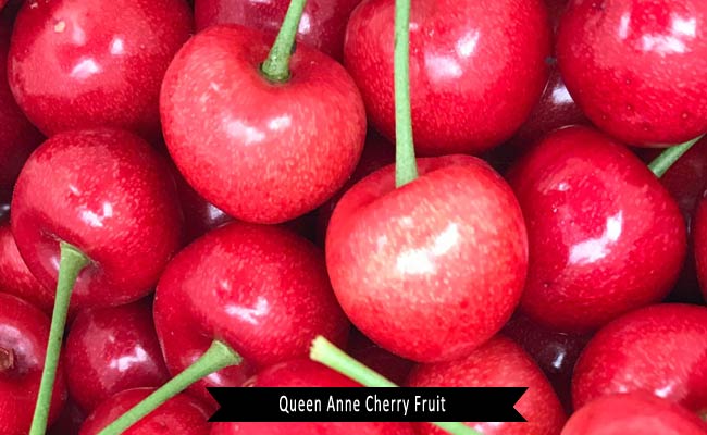 Queen Anne Cherry Fruit