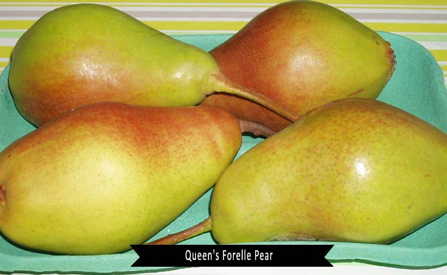Queen's Forelle Pear Fruit