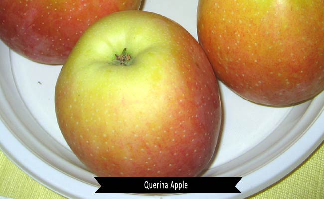 Querina Apple