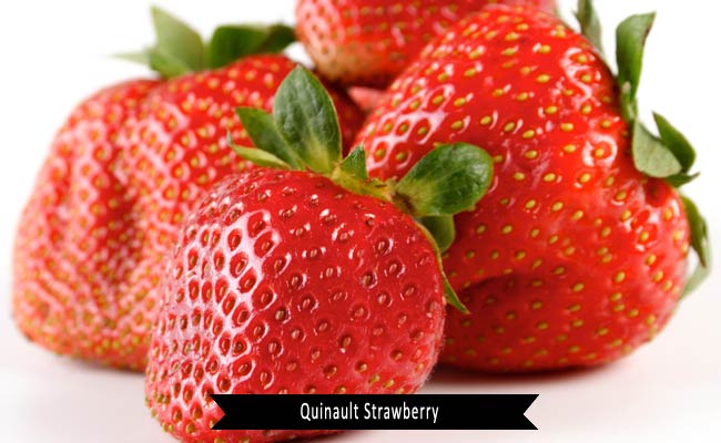 Quinault Strawberry Fruit