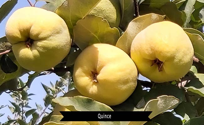 Quince Fruit