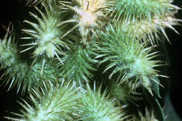 Xanthium Fruit