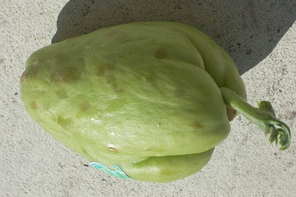 Xilacayota Squash Fruit