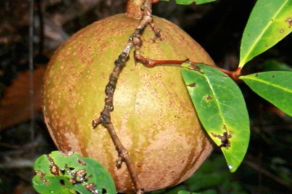 Xylocarpus Granatum Fruit