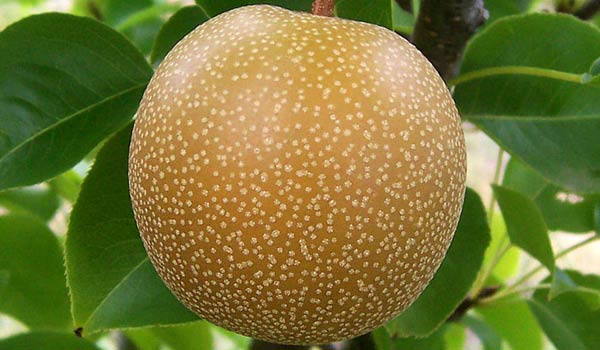 Yali Pear Fruit