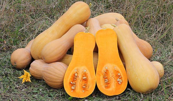 Yellow Squash Fruit