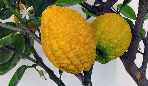Yemenite Citron Fruit
