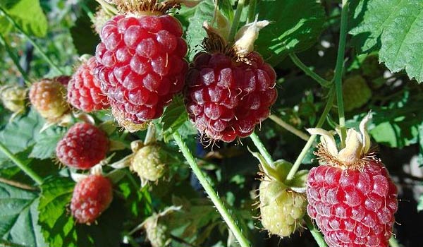 Youngberry Fruit