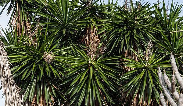 Yucca Fruit