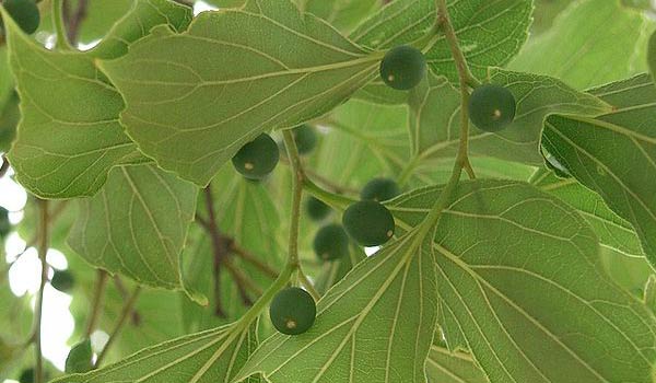 Yunnan Hackberry Fruit