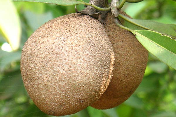 Sapodilla Fruit