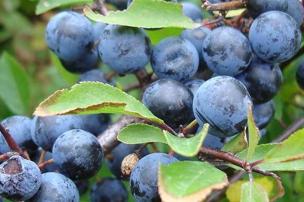 Sloe Berry Fruit