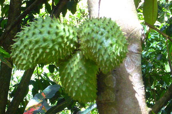 Soursop Fruit