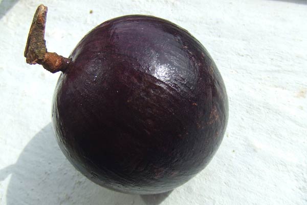 Star Apple Fruit