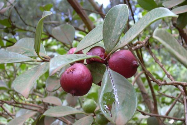 Strawberry Guava