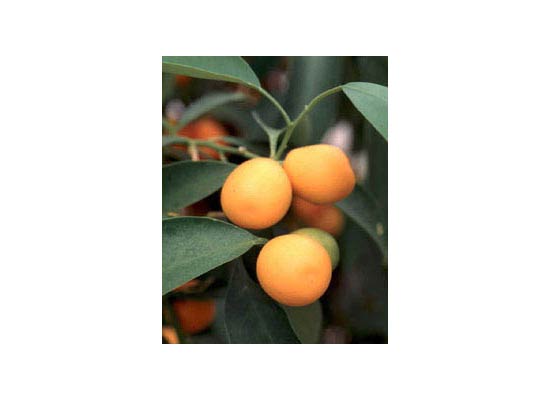 Nagami Kumquat