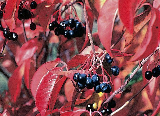 Nannyberry Fruit