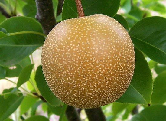 Nashi Pear