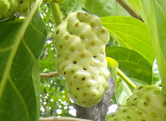 Noni Fruit