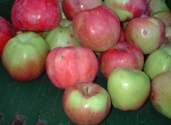 Northern Spy Apple