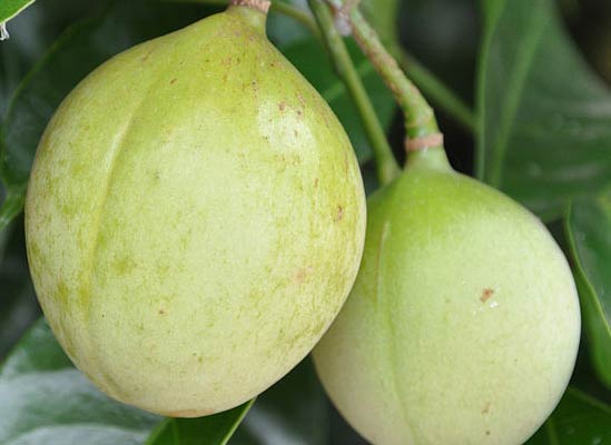 Nutmeg Fruit