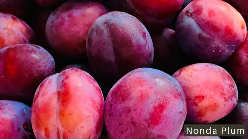 Nonda Plum