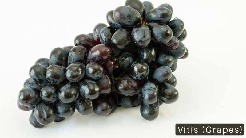 Vitis (Grapes)