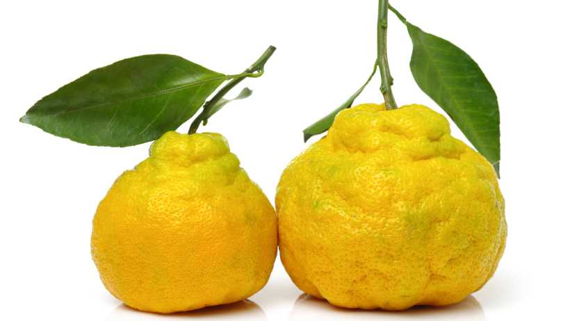 Ugli Fruit