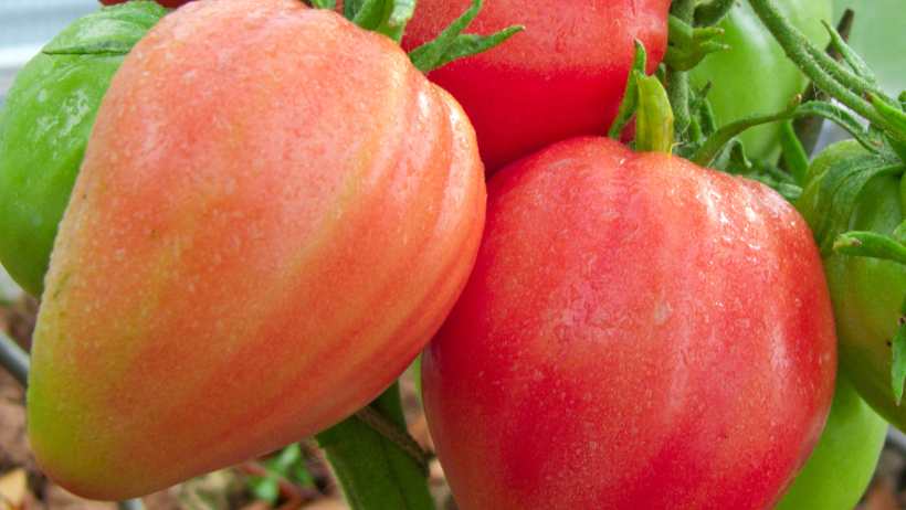 Ukranian Heart Tomato