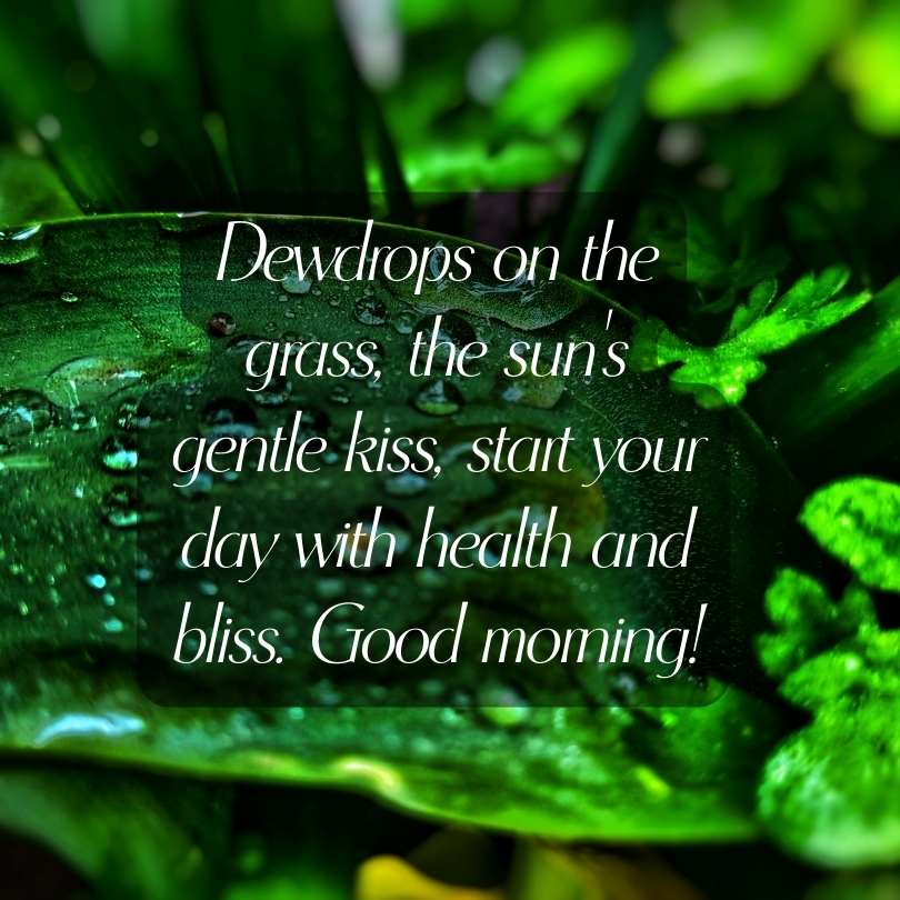 Dewdrops on the grass & Health