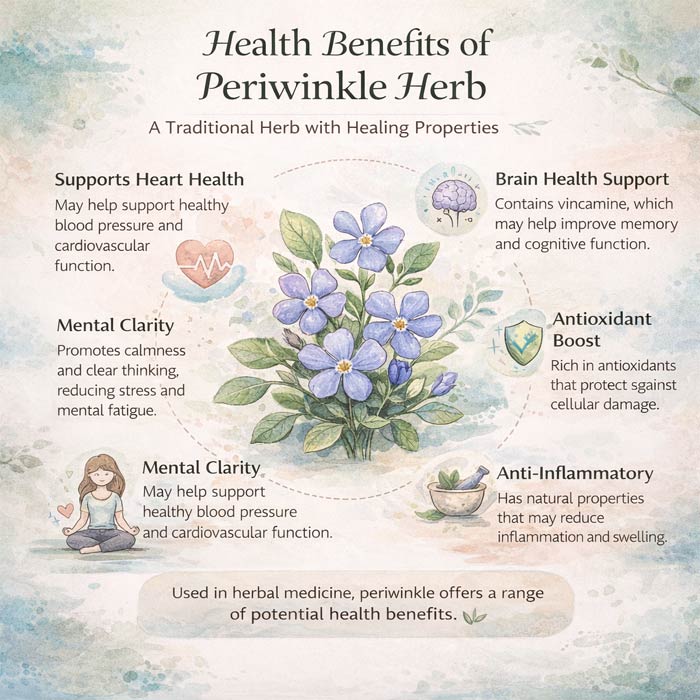 Health Benefits Of Periwinkle Herb Infographic