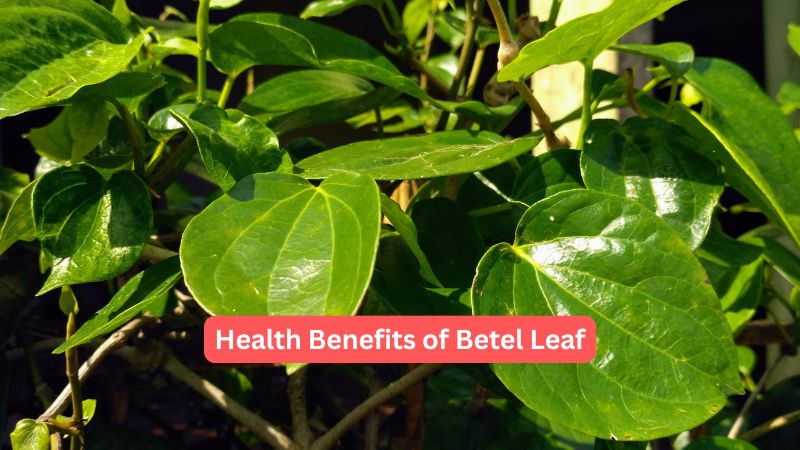 Health Benefits Betel Leaf